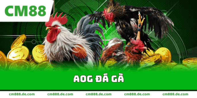 aog đá gà