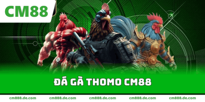 đá gà thomo cm88